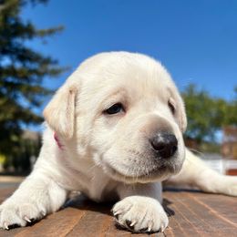 Girl 1 - Yellow female Labrador Retriever puppy in Santa Rosa, California from Legendary Labs of California