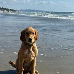 Golden Retriever Puppies from Daffodil Valley Goldens