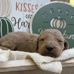 Ranger (Mini Size) - Gold male Bordoodle puppy in Canfield, Ohio from Poo's Doo's & Inu's