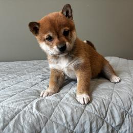 Tia - Sesame female Shiba Inu puppy in Monett, Missouri from Happy Tails Shiba Inus