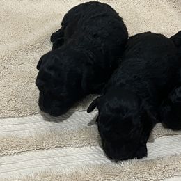 Poodles from Loves Toy Poodles