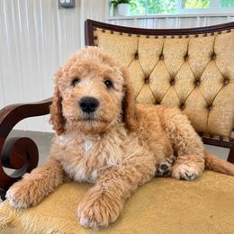 Stu - Red male Bernedoodle puppy in Savannah, Missouri from Rose Creek Mini Aussies and doodles