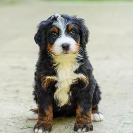 Jeep - Tri-color male Bernedoodle puppy in Dundee, Ohio from Down Home Doodle
