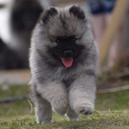 Keeshond Puppies from Anna Boehringer
