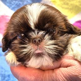 DOC - Liver and white male Shih Tzu puppy in Candler, North Carolina from Pup-Tzu WNC