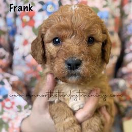 Frank - Red  male Goldendoodle puppy in Lancaster, Minnesota from North Star Dog Training