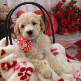 Goldendoodle Puppies from All Tails Entertainment