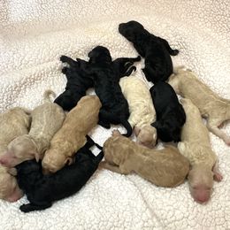 Bernedoodle Puppies from Bruce and Emma Doodles