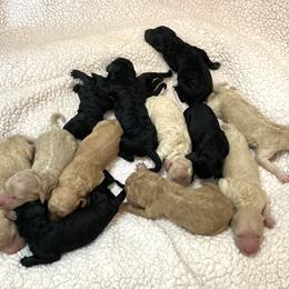 Bernedoodle Puppies from Bruce and Emma Doodles