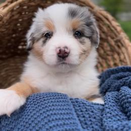 Australian Shepherd Puppies from Star Aussies