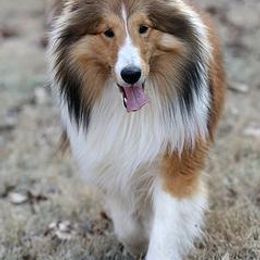 Shetland Sheepdogs from Ulysses Shelties