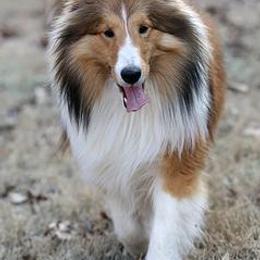 Shetland Sheepdogs from Ulysses Shelties