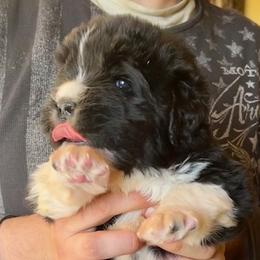 Newfoundland Puppies from Black Lions Newfoundlands