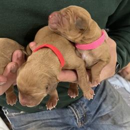 Golden Retriever Puppies from Schueller's Golden Retrievers