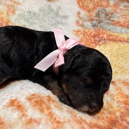 Ainsley - Tri-color female Cavapoo puppy in Redding, California from O’Hara  Doodles