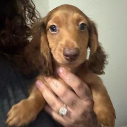 Chocolate Male Ready to Go - Chocolate male Dachshund puppy in Cutler Bay, Florida from Dadecounty’s Dachshunds
