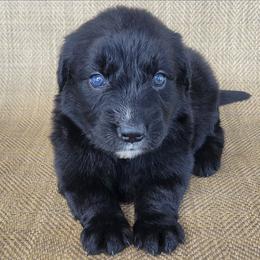 Trixie Australian Retriever - Black female Australian Shepherd puppy in Limestone, Tennessee from Pilot Hill Teddy Bear Puppies