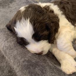 Girl 2 - English Springer Spaniel puppy in La Grange, Tennessee from Highlander Springers