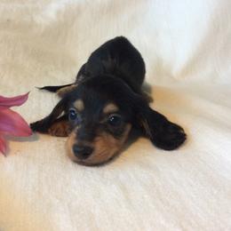 Brady - Black and tan male Dachshund puppy in Sebring, Florida from Mini Weenies