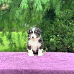 Eloise - Black tri-color female Australian Shepherd puppy in Liberty Hill, Texas from Emerald Isle Australian Shepherds