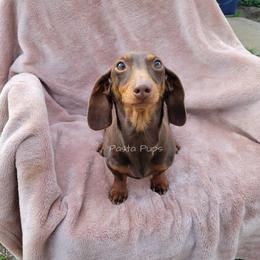 Pici - Dachshund