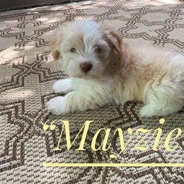 Havanese Puppies from Coco’s Puppies