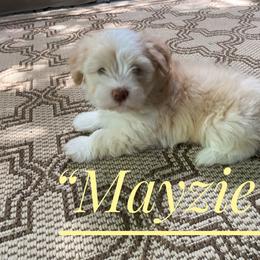 Havanese Puppies from Coco’s Puppies