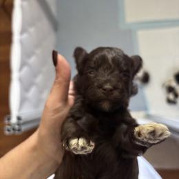 Duchess - Liver female Miniature Schnauzer puppy in Kingsport, Tennessee from Olde Tyme Miniature Schnauzer’s