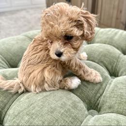 Alphie - Apricot female Cavapoo puppy in Spanish Fork, Utah from Hamann's Cavapoo Puppies