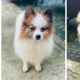 Pomeranians from Plush Pomeranians
