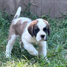 Buoy - Rust and white male Saint Bernard puppy in Warrensburg, Missouri from Hirt House Saints