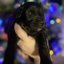 Jet - Black and white male Aussiedoodle puppy in Columbia, Kentucky from Burton's Precious Doodles