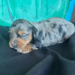Snickers - Dapple female Dachshund puppy in Hawley, Texas from Foxy’s Dachshunds & Toy Aussies