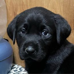 Shelby - Black Labrador Retriever puppy in Sandpoint, Idaho from Allen Sunnyside AKC Labs