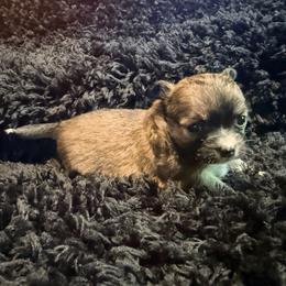 Kevin - Chocolate sabled fawn male Chihuahua puppy in Seneca, Missouri from Stephanie’s Puppy Colony