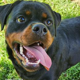 Ulrich - Black and mahogany male Rottweiler puppy in Prosperity, South Carolina from Michelle's Rottweilers