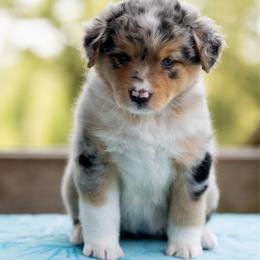 Maui - Blue merle female Miniature American Shepherd puppy in Groesbeck, Texas from Empire Miniature American Shepherds