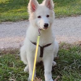German Shepherd and White Shepherd Puppies from Scenic Creek German Shepherds