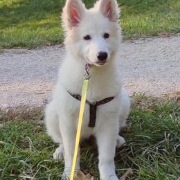 German Shepherd and White Shepherd Puppies from Scenic Creek German Shepherds