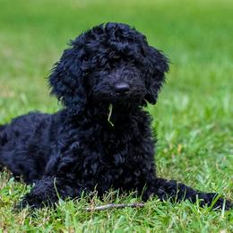 Miss Pink - Black female Goldendoodle puppy in New Caney, Texas from New Caney Doodles