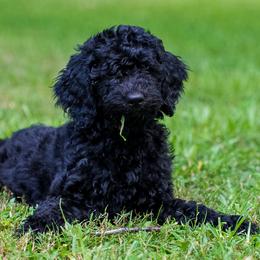 Miss Pink - Black female Goldendoodle puppy in New Caney, Texas from New Caney Doodles