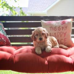 Saint Berdoodle, Poodle, Labradoodle, and Goldendoodle Puppies from Dent’s Doodles