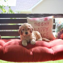 Saint Berdoodle, Poodle, Labradoodle, and Goldendoodle Puppies from Dent’s Doodles