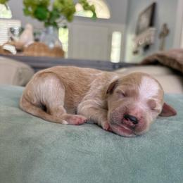 Splash - Apricot female Goldendoodle puppy in Brooksville, Florida from Abby’s Standard Goldendoodles