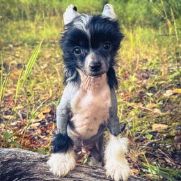 Bare Nakeys Experiment 210 aka Retro - Black and white male Chinese Crested puppy in Wasilla, Alaska from Bare Nakeys Kennel and Cattery