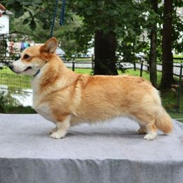 Tracey - Pembroke Welsh Corgi