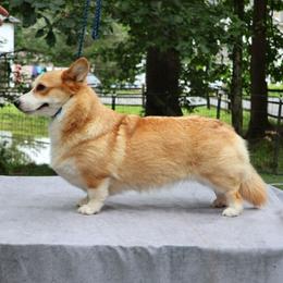Tracey - Pembroke Welsh Corgi