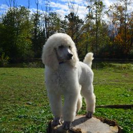 Poodle Puppies from D and D Standard Poodles