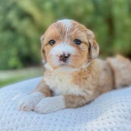Maple - peach collar - Sable female Bernedoodle puppy in Highland, Utah from Angel Pups Deluxe