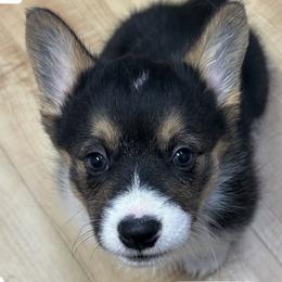 Puppy 1 - Black and tan female Pembroke Welsh Corgi puppy in Bakersfield, California from Kern River Corgis